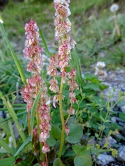 Oxyria digyna