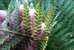 Dicksonia fibrosa