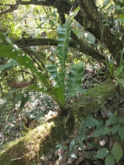 Niphidium crassifolium