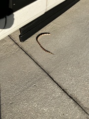 Lampropeltis elapsoides