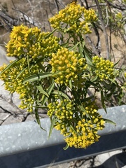 Barkleyanthus salicifolius