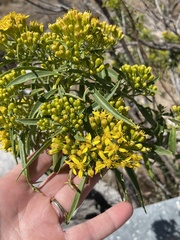 Barkleyanthus salicifolius