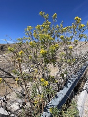 Barkleyanthus salicifolius