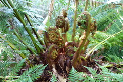 Dicksonia fibrosa
