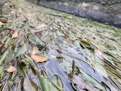 Potamogeton wrightii