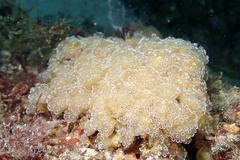 Aplidium ocellatum