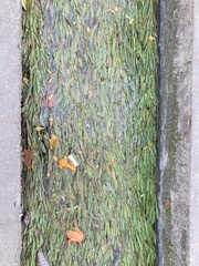 Potamogeton wrightii