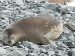 Leptonychotes weddellii