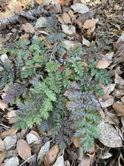 Tanacetum corymbosum