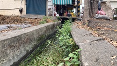 Potamogeton wrightii