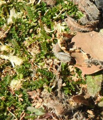 Biserrula pelecinus