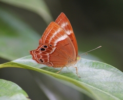 Abisara bifasciata