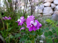 Pedicularis siphonantha