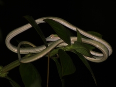 Ahaetulla mycterizans