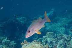 Lutjanus monostigma