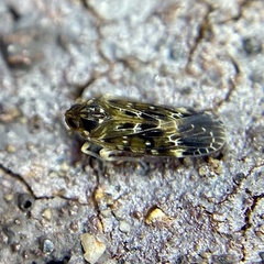 Achilidae