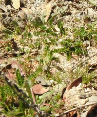 Biserrula pelecinus
