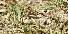 Biserrula pelecinus