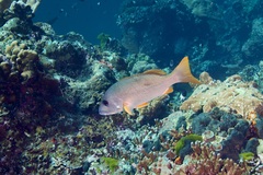 Lutjanus monostigma