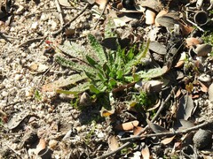 Anchusa undulata