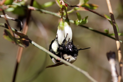 Blueberry Digger Bee photo 6