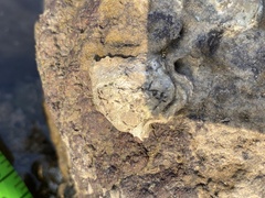 Saccostrea cuccullata