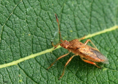 Rhopalus maculatus