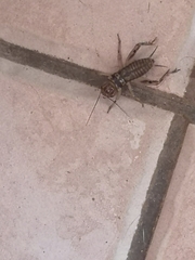 Gryllodes sigillatus