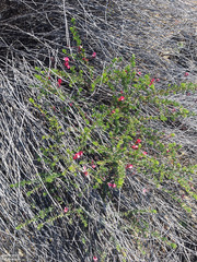 Indigofera dillwynioides