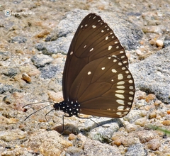 Euploea klugii
