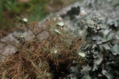 Usnea strigosa
