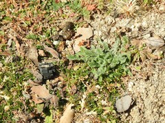 Biserrula pelecinus