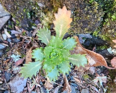 Micranthes petiolaris