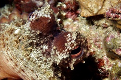 Octopus vulgaris