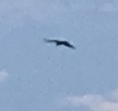 Spilornis cheela