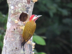Colaptes punctigula
