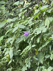 Centrosema virginianum