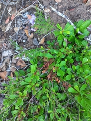 Tournefortia gnaphalodes