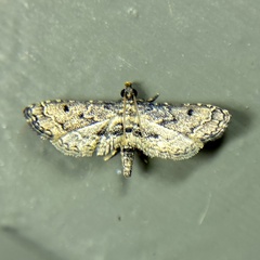 Sufetula hemiophthalma