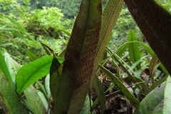 Pyrrosia