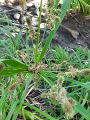 Cyperus ligularis