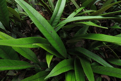 Pyrrosia