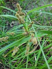 Cyperus ligularis
