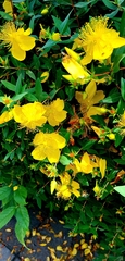 Hypericum revolutum