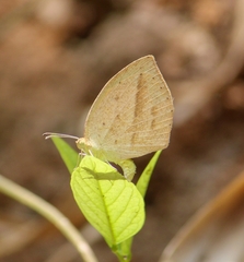 Eurema laeta