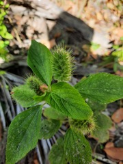 Acalypha alopecuroidea