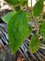 Acalypha alopecuroidea