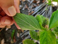 Acalypha alopecuroidea
