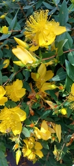 Hypericum revolutum