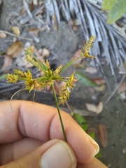 Cyperus laxus